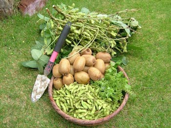枝豆・キウイ・紫蘇の実