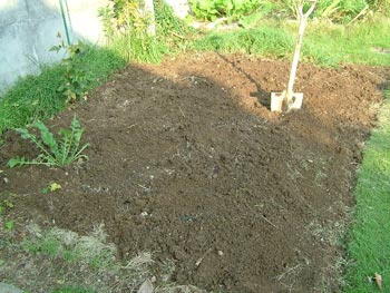 枝豆の収穫が終わった畑