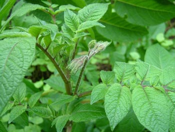 アンデスレッドの蕾