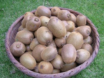 収穫したキウイ