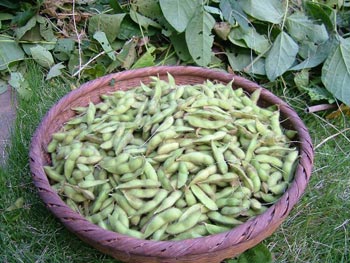 最後の枝豆を収穫