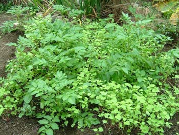 目的外に成長してしまった蕎麦菜