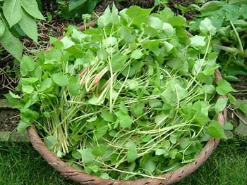 摘み取った蕎麦菜