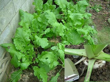 大きく育った聖護院蕪