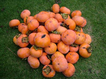 収穫した次郎柿