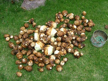 蚊遣りを傍に置きながら芋を洗浄