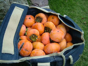 引き続き次郎柿を収穫