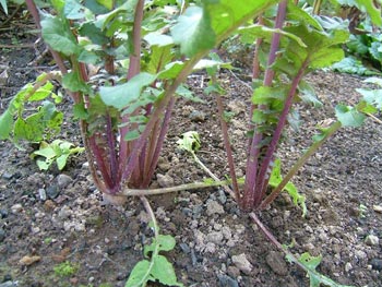 辛味大根の「からいね赤」