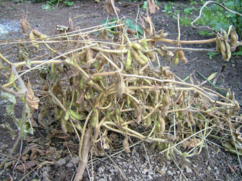 枯れてきた枝豆