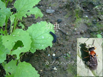 カブラハバチの幼虫と成虫