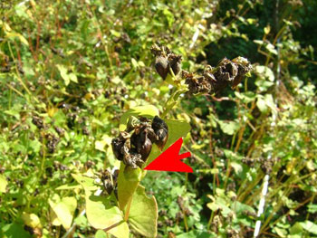 未成熟のものが多々見られる蕎麦畑