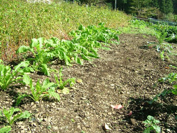若芽を食害された辛味大根畑