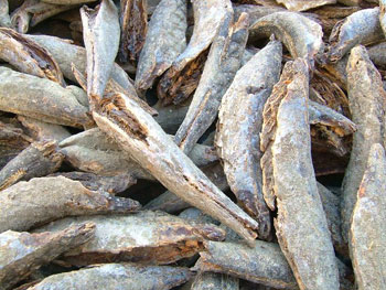 ゴマサバの鯖節