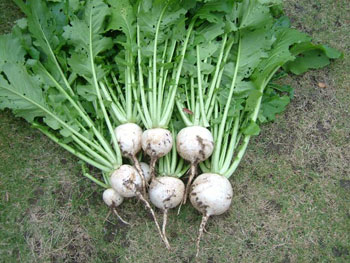 聖護院蕪の収穫