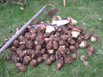 残りの里芋の収穫