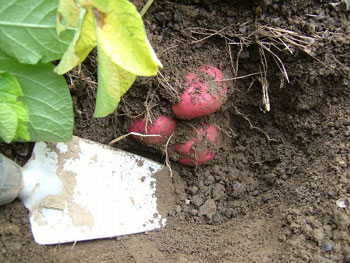 アンデスレッドの秋作り