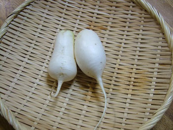 蕎麦友にもらった辛味大根
