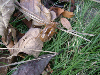 物寂しさを一層露わ
