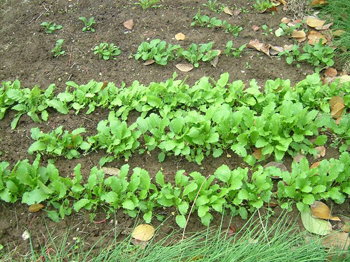 菜が育ってきました