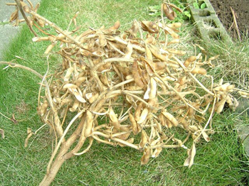 丸い大豆になりました