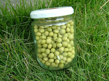 空き瓶一杯の大豆が採れました