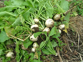 小蕪が小蕪となりました