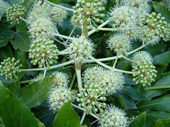 別名「天狗の羽団扇」