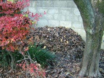 成分三要素は、N・P・K