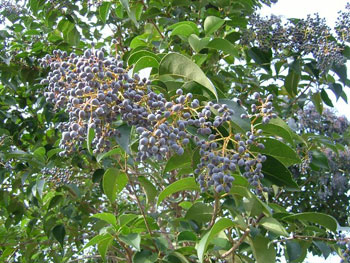 ネズミモチの実