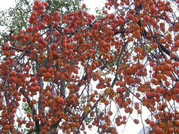 たわわに実った渋柿