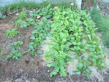 小蕪２列、葉大根、芥子菜２列、疎らな水菜の畑