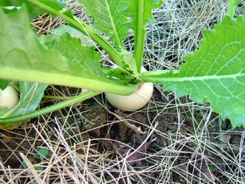 ピンポン玉ほどの大きさの小蕪