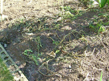 枯れたアンデスレッド。土の下は？