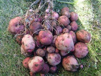 ３畝から収穫したアンデスレッド