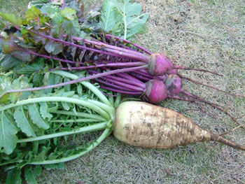 赤と白のからいね辛味大根