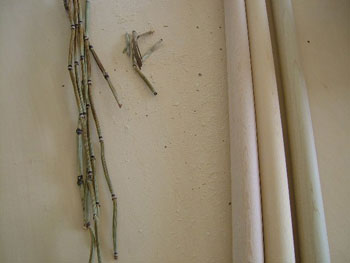 蕎麦打ち道具の手入れに木賊（トクサ）を利用