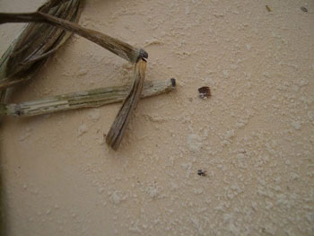 木賊で麺棒がツルツルに