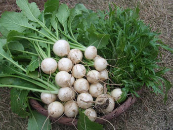 小蕪と水菜を収穫