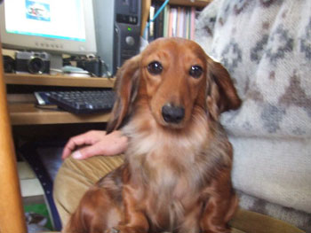 我が家の愛犬・クイーポ