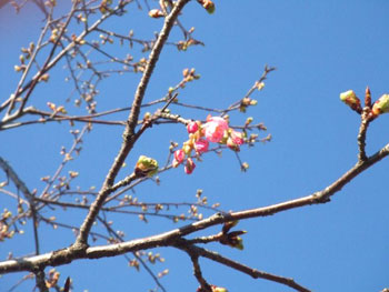 一輪だけ咲いた河津桜