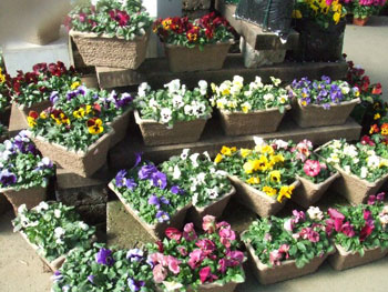 園芸売場のパンジー