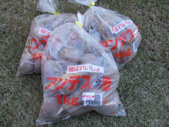 種ジャガイモ：アンデスレッド