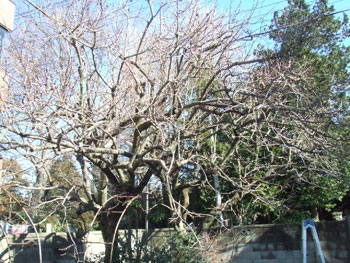 柿の木の枝打ち