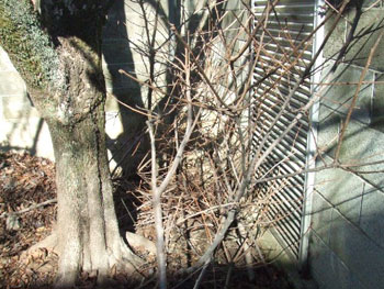 切り落とした枝