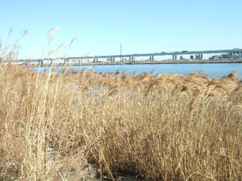 荒川の水辺のアシ
