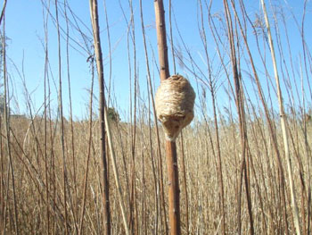 カマキリの卵
