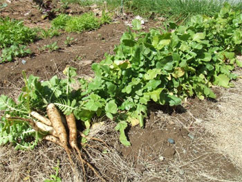 薹が立ち始めた大根