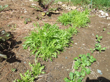 薹が立ち始めた水菜