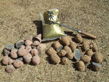 アンデスレッドとインカのめざめ