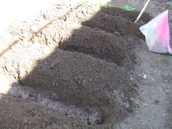 堆肥・鶏糞を入れ、土を掛ける